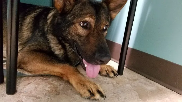 Wills Animal Hospital Picture 4
