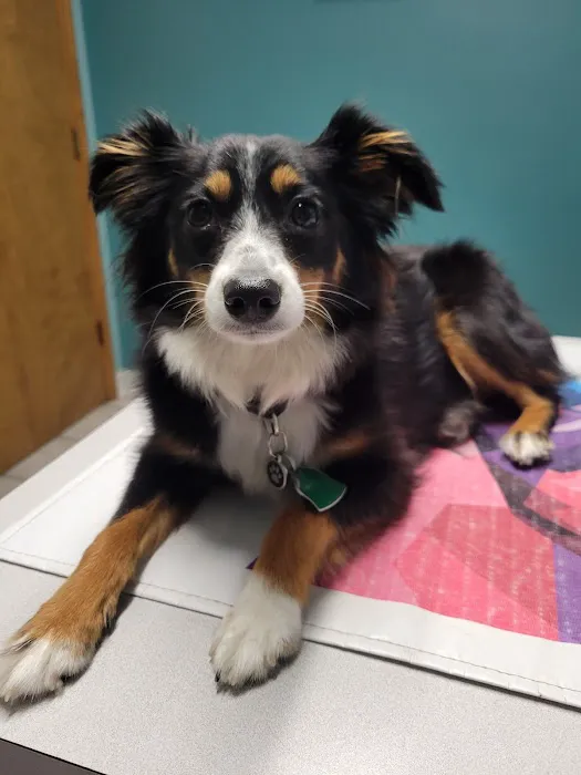 Wills Animal Hospital Picture 10