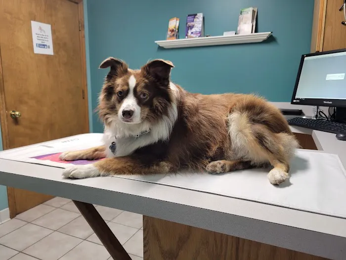 Wills Animal Hospital Picture 6