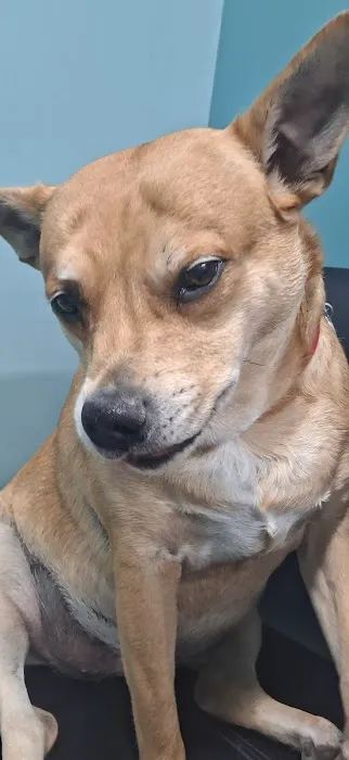Wills Animal Hospital Picture 7