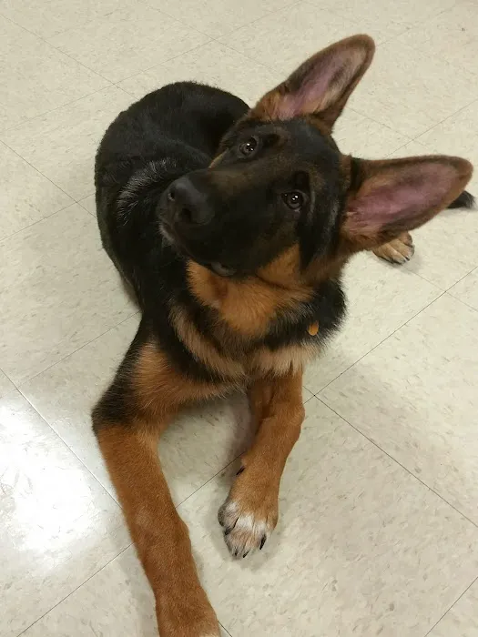Owensboro Animal Hospital Picture 1