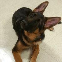 Owensboro Animal Hospital ico