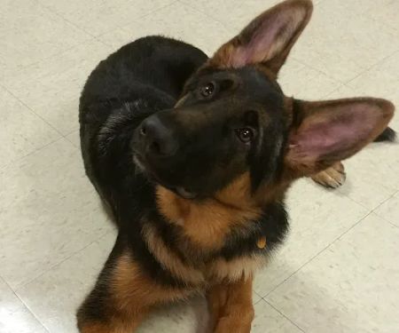 Owensboro Animal Hospital