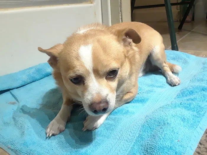 Owensboro Animal Hospital Picture 8