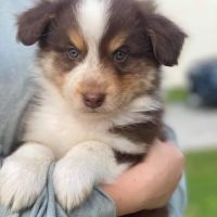 Audubon Animal Hospital ico