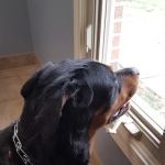 Towne Square Animal Hospital
