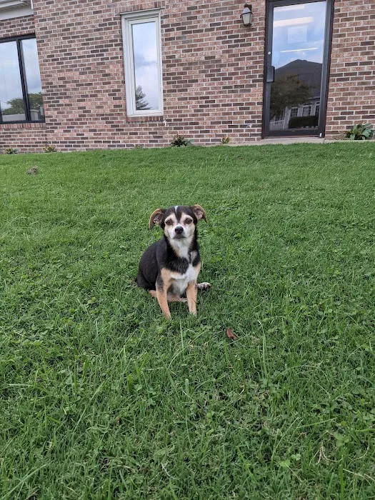 Towne Square Animal Hospital Picture 8