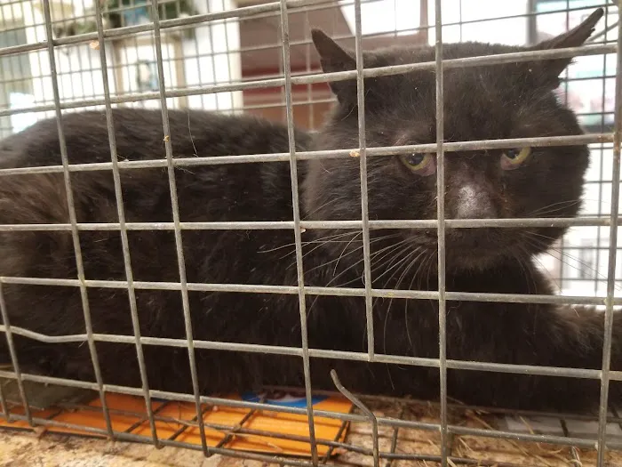 Towne Square Animal Hospital Picture 4