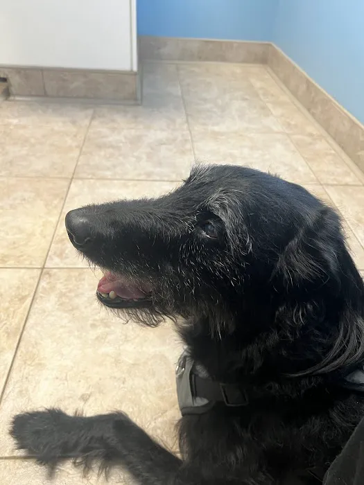 Towne Square Animal Hospital Picture 10