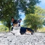 Riverside Animal Clinic