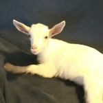 Farmstead Veterinary Service PC