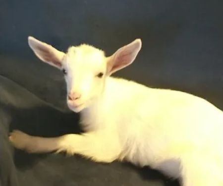 Farmstead Veterinary Service PC