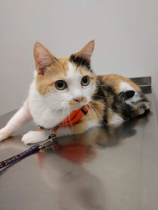 Arlington Heights Veterinary Hospital - South Picture 8