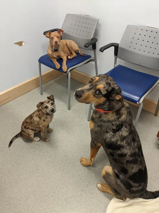 Arlington Heights Veterinary Hospital - South Picture 1