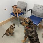 Arlington Heights Veterinary Hospital - South