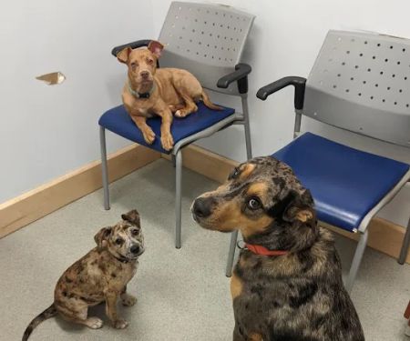 Arlington Heights Veterinary Hospital - South