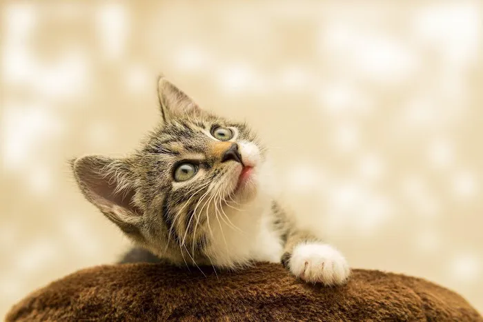 Arlington Heights Veterinary Hospital - South Picture 2