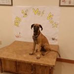 BloomingPaws Clinic Resort & Spa