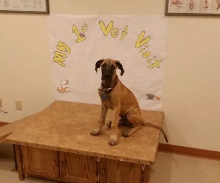 BloomingPaws Clinic Resort & Spa