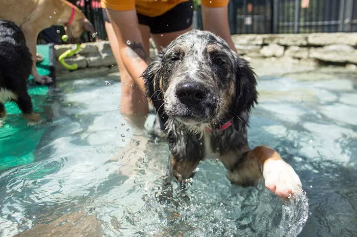BloomingPaws Clinic Resort & Spa Picture 9