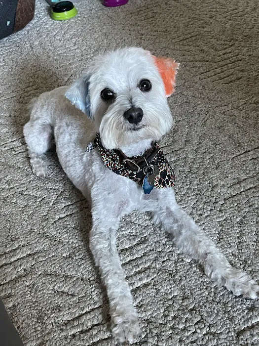 BloomingPaws Clinic Resort & Spa Picture 7