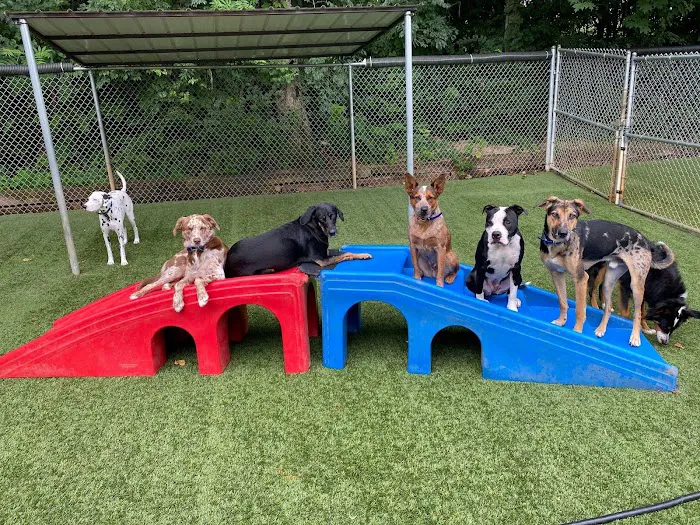 BloomingPaws Clinic Resort & Spa Picture 5
