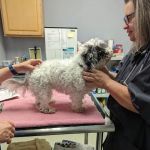 Pets Alive - Nonprofit Spay/Neuter & Wellness Clinic