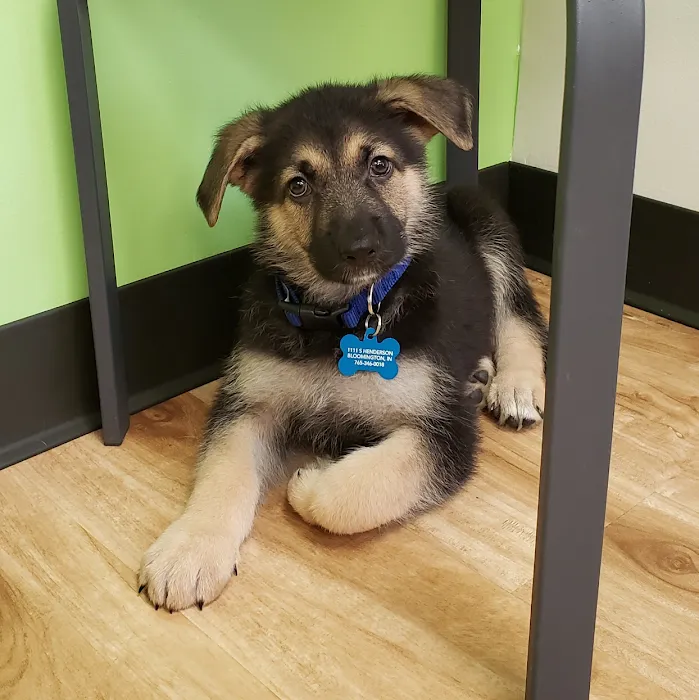 Furry Friends Veterinary Hospital Picture 5