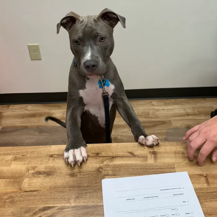 Furry Friends Veterinary Hospital Picture 9