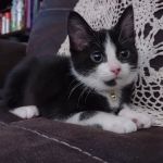 Furry Friends Veterinary Hospital