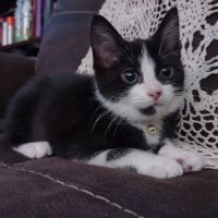 Furry Friends Veterinary Hospital ico