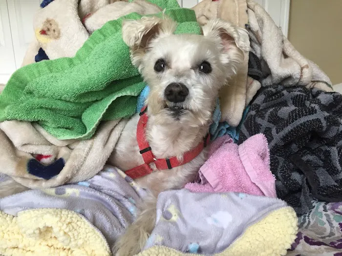Furry Friends Veterinary Hospital Picture 6