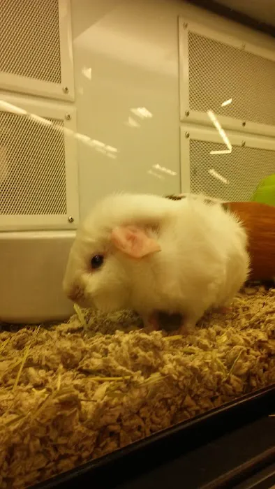 Petco Picture 5
