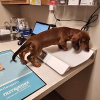 College Mall Veterinary Hospital ico