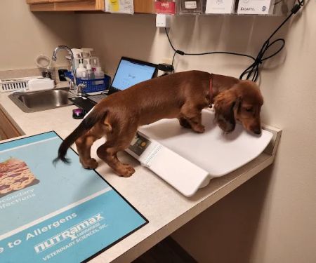 College Mall Veterinary Hospital