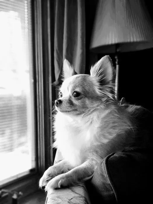 Bloomington Veterinary Hospital Picture 8