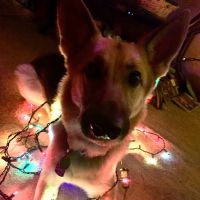 Bloomington Veterinary Hospital ico