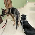 Tender Loving Care Animal Hospital