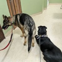 Tender Loving Care Animal Hospital ico