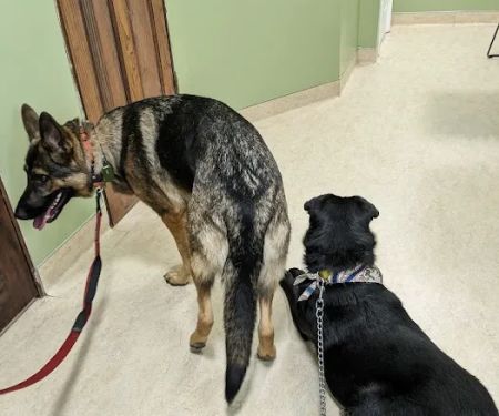 Tender Loving Care Animal Hospital