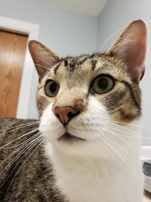 Tender Loving Care Animal Hospital Picture 6