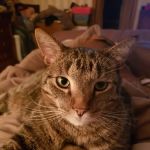 Briarcrest Animal Hospital