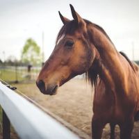 Sixth Day Veterinary Practice ico