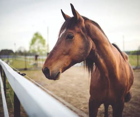 Sixth Day Veterinary Practice