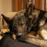 Good Shepherd Veterinary Services