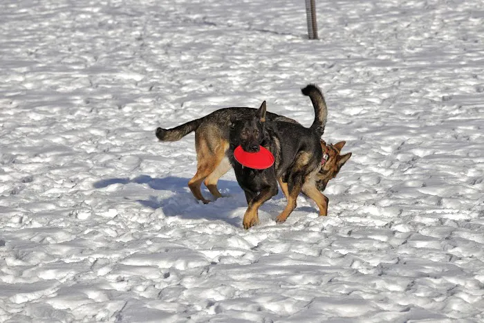 Good Shepherd Veterinary Services Picture 9