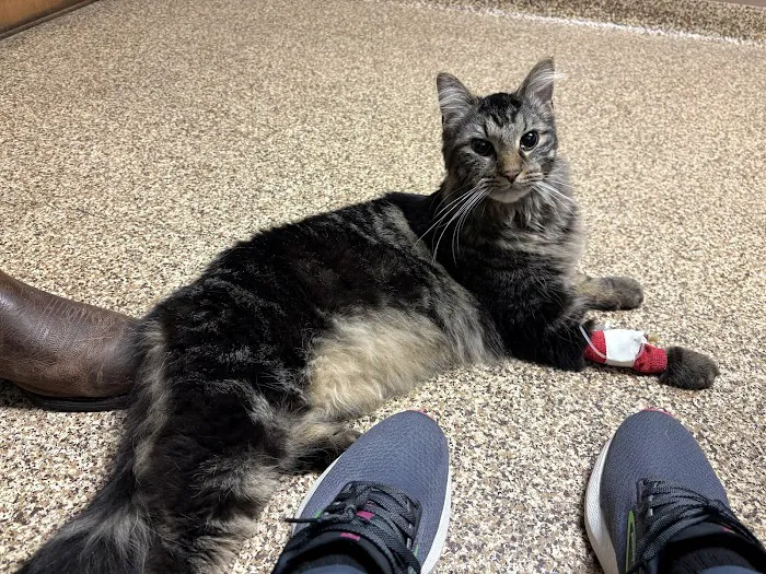 Franklin Animal Clinic Picture 8