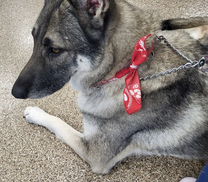 Franklin Animal Clinic Picture 10