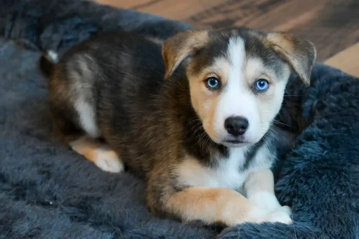 Franklin Animal Clinic Picture 7