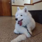 Franklin Animal Clinic